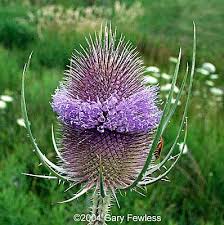 teasel flower