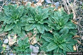 teasel leaves